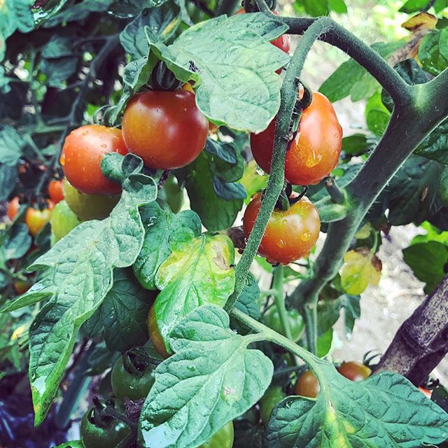 朝採れトマト今年は全体的に畑の勢いがない。 (Instagram)